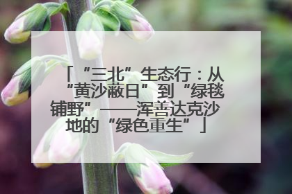“三北”生态行：从“黄沙蔽日”到“绿毯铺野”——浑善达克沙地的“绿色重生”