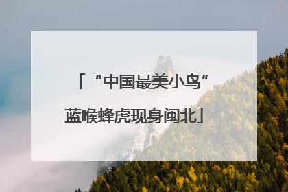 “中国最美小鸟”蓝喉蜂虎现身闽北