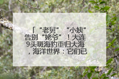 “老舅”“小姨”告别“姥爷”！大连9头斑海豹重归大海，海洋世界：它们已具备野外生存能力
