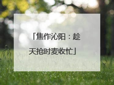 焦作沁阳：趁天抢时麦收忙