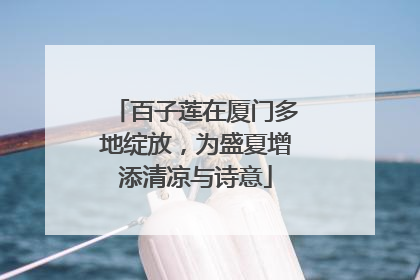百子莲在厦门多地绽放，为盛夏增添清凉与诗意