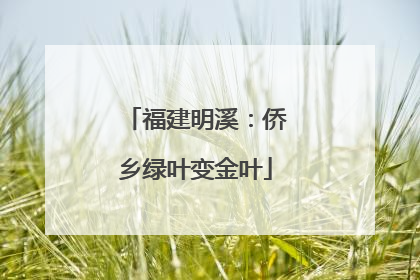 福建明溪：侨乡绿叶变金叶