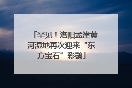 罕见！洛阳孟津黄河湿地再次迎来“东方宝石”彩鹮