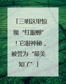 三明这里惊现“红眼蝉”！它很神秘，被誉为“最美知了”