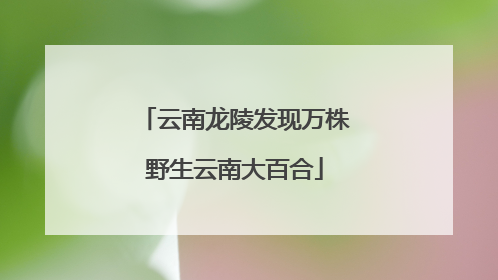 云南龙陵发现万株野生云南大百合