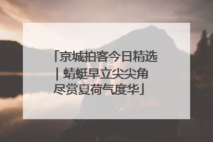 京城拍客今日精选｜蜻蜓早立尖尖角 尽赏夏荷气度华