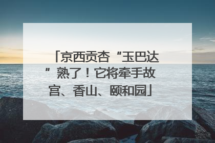 京西贡杏“玉巴达”熟了！它将牵手故宫、香山、颐和园