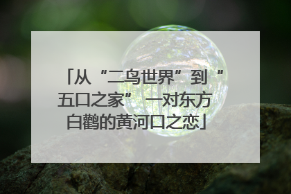 从“二鸟世界”到“五口之家” 一对东方白鹳的黄河口之恋