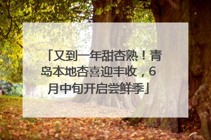 又到一年甜杏熟！青岛本地杏喜迎丰收，6月中旬开启尝鲜季
