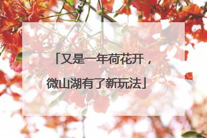 又是一年荷花开，微山湖有了新玩法