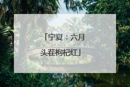 宁夏:六月头茬枸杞红
