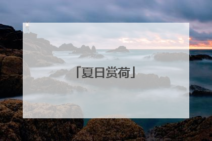 夏日赏荷