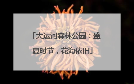大运河森林公园：盛夏时节，花海依旧