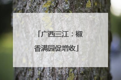 广西三江：椒香满园促增收