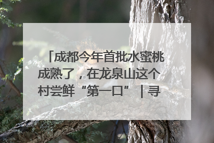 成都今年首批水蜜桃成熟了，在龙泉山这个村尝鲜“第一口”｜寻找和美乡村推荐官
