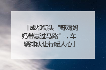 成都街头“野鸡妈妈带崽过马路”，车辆排队让行暖人心