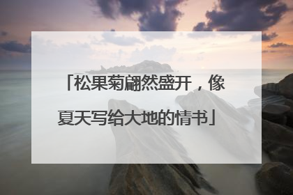 松果菊翩然盛开，像夏天写给大地的情书