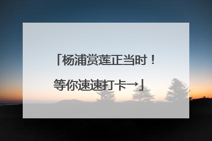 杨浦赏莲正当时！等你速速打卡→