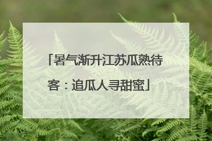 暑气渐升江苏瓜熟待客：追瓜人寻甜蜜
