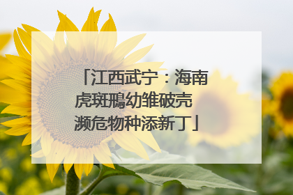 江西武宁：海南虎斑鳽幼雏破壳 濒危物种添新丁