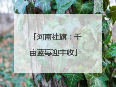 河南社旗：千亩蓝莓迎丰收