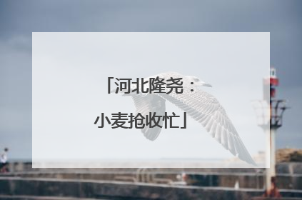 河北隆尧：小麦抢收忙