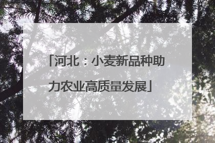 河北：小麦新品种助力农业高质量发展