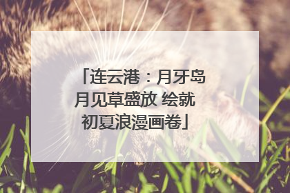 连云港：月牙岛月见草盛放 绘就初夏浪漫画卷