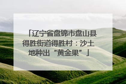 辽宁省盘锦市盘山县得胜街道得胜村：沙土地种出“黄金果”