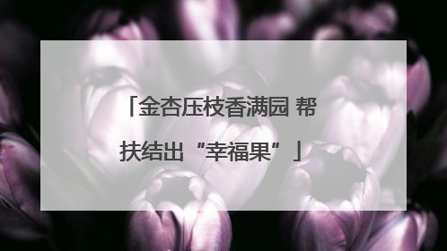 金杏压枝香满园 帮扶结出“幸福果”