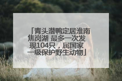 青头潜鸭定居淮南焦岗湖 最多一次发现104只，属国家一级保护野生动物