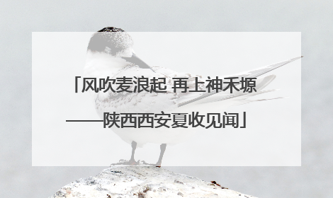风吹麦浪起 再上神禾塬——陕西西安夏收见闻