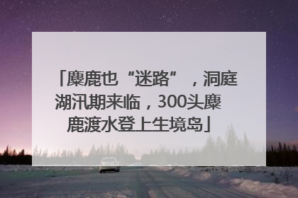 麋鹿也“迷路”，洞庭湖汛期来临，300头麋鹿渡水登上生境岛