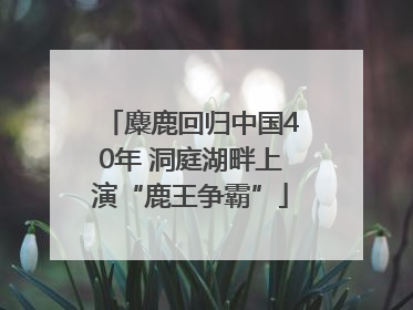 麋鹿回归中国40年 洞庭湖畔上演“鹿王争霸”