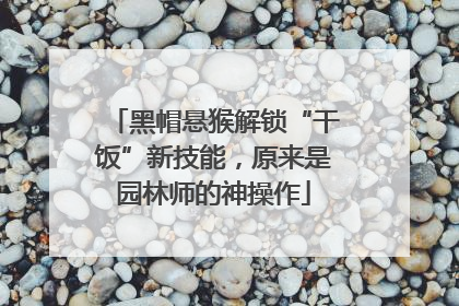 黑帽悬猴解锁“干饭”新技能，原来是园林师的神操作
