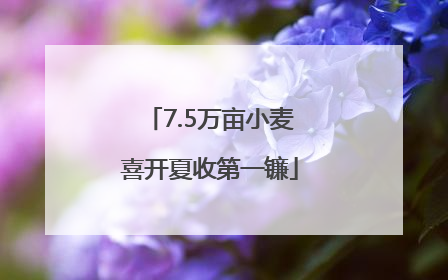 7.5万亩小麦喜开夏收第一镰